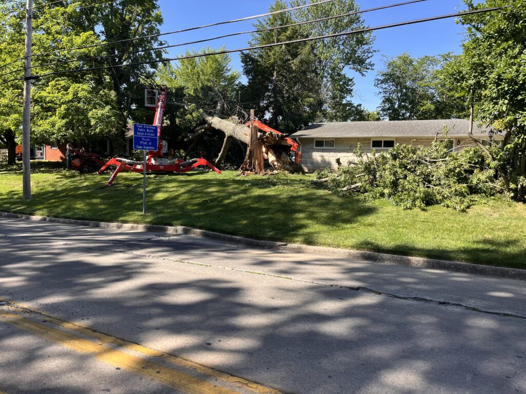 tree removal