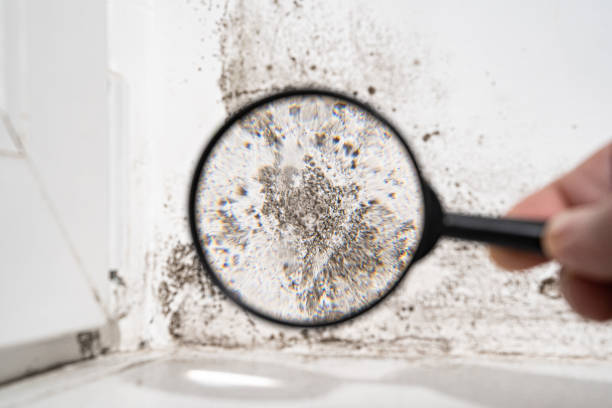 A hand holds a magnifying glass over a moldy corner of a white wall, enlarging and highlighting the dark mold spots. A reminder of the importance to know about mold removal for healthier living spaces.