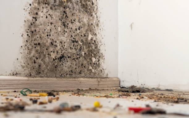 A close-up of a room corner shows a wall covered in black mold spots and dirt, with dust and small debris scattered on the floor near the baseboard—highlighting the need for professional mold remediation.