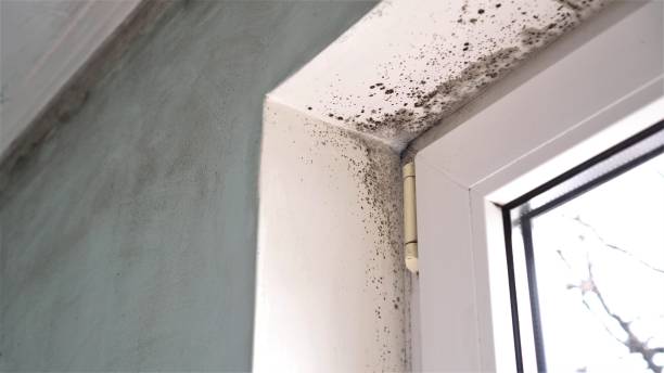 Black mold growing on the white wall and ceiling corner near a window frame, indicating moisture damage. Mold removal may be necessary to address the visible contamination. The window is partially visible on the right side of the image.