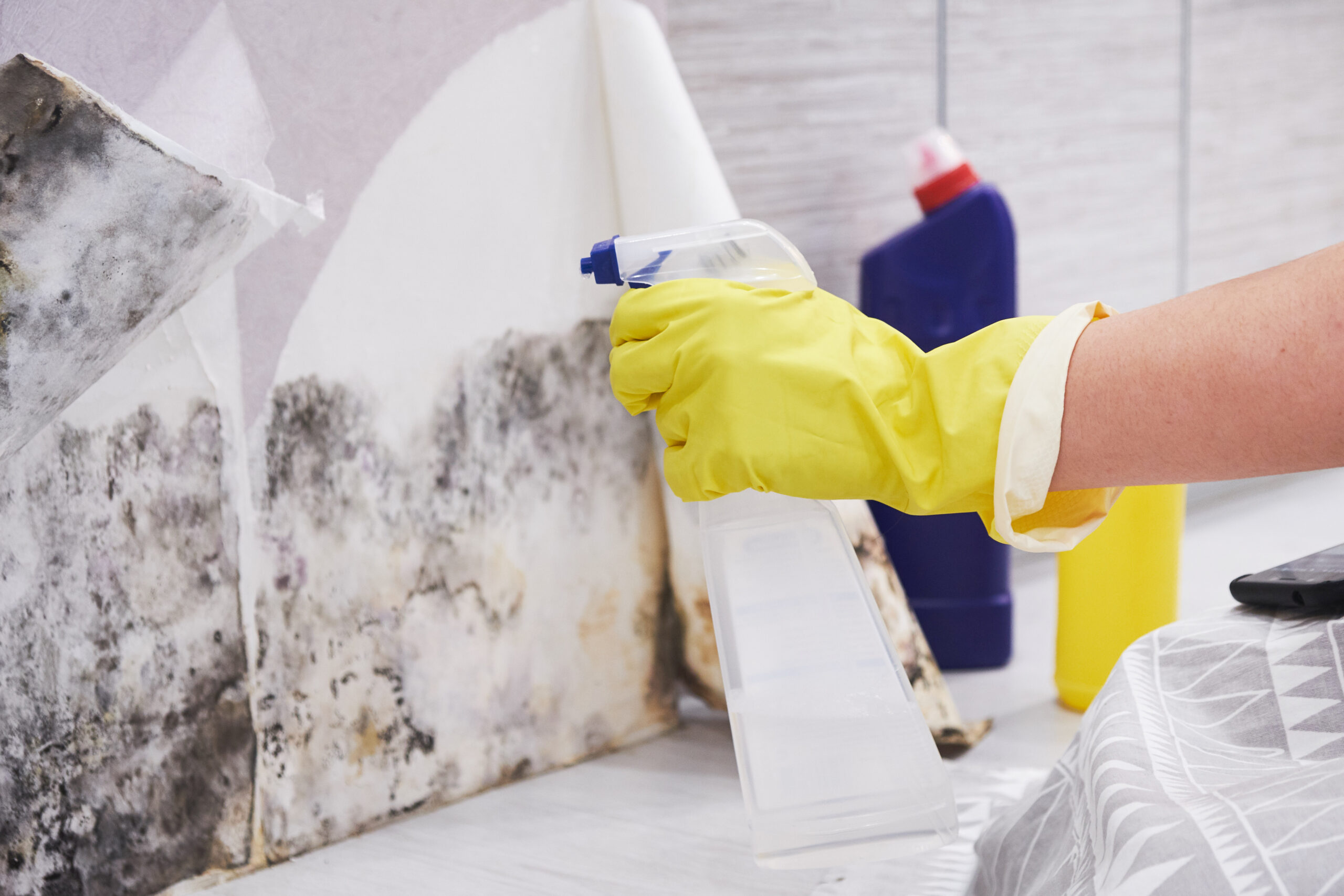 Mold Removal